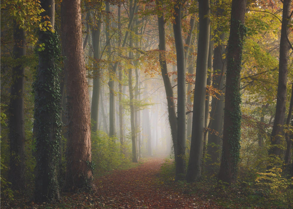 Forêt colorée d'automne | Papier Peint Photo