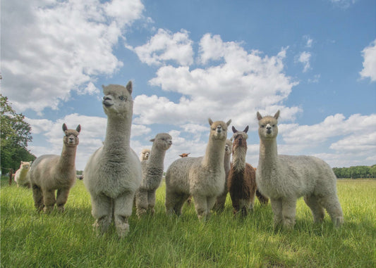Stuur de Alpaca's op! | Fotobehang