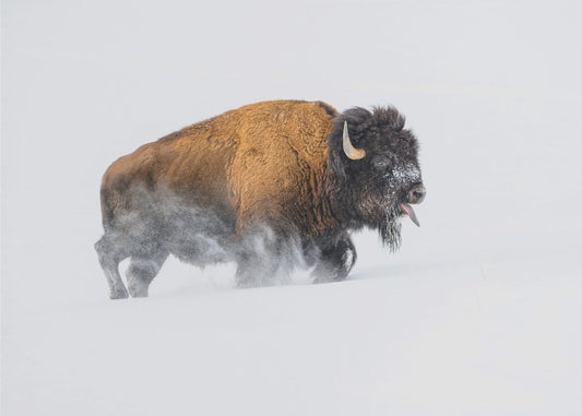 Bisonte nella neve | Carta da Parati Fotografica