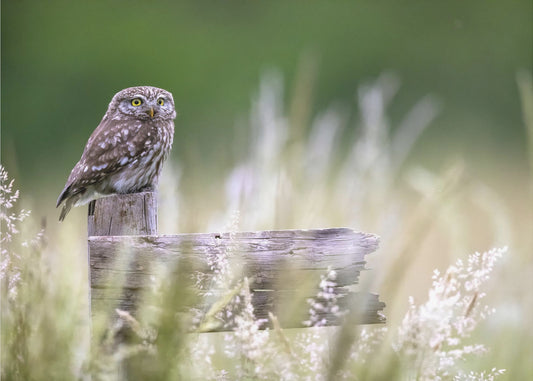 Kleine Eule | Fototapeten