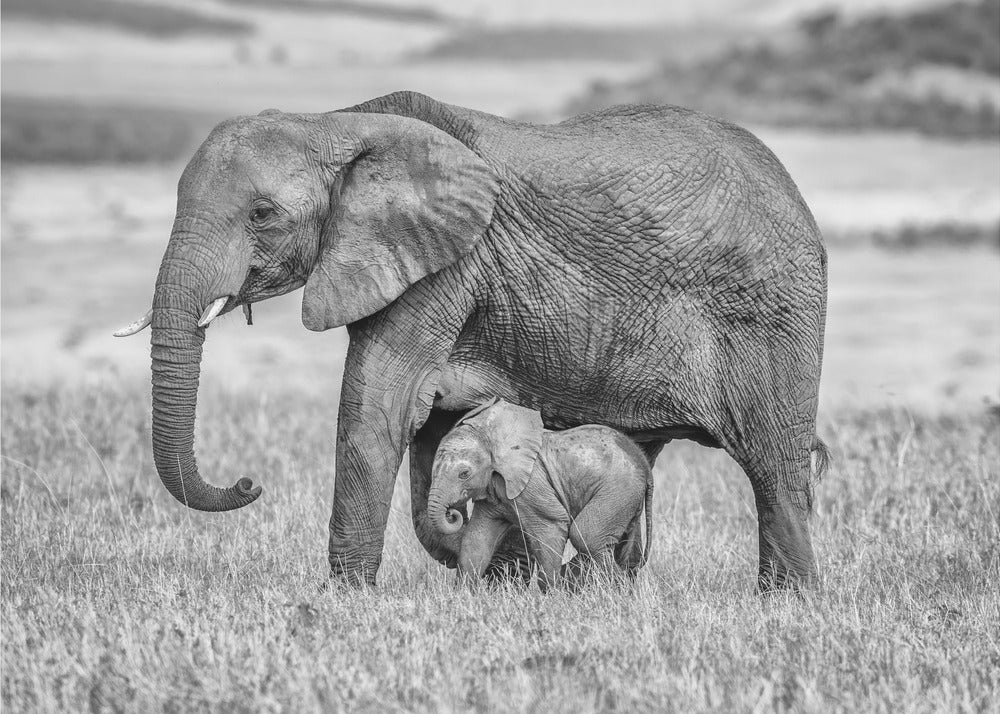 Rimanere vicini e protetti | Carta da Parati Fotografica
