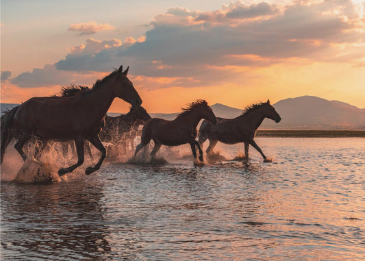 WASSERPFERDE | Fototapeten