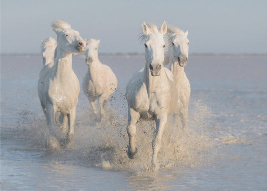 caballos | Papel Pintado Fotográfico