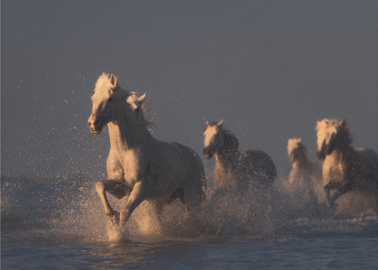 caballos a la luz del atardecer | Papel Pintado Fotográfico