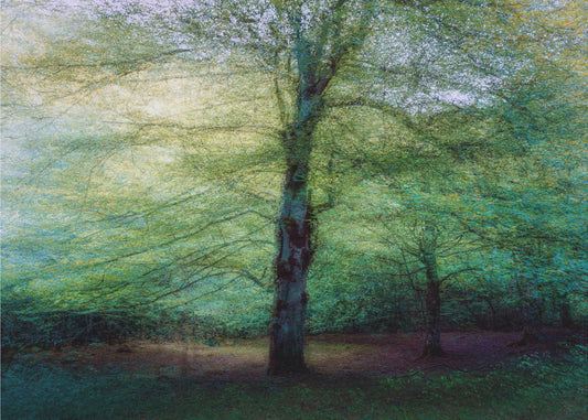 forêt | Papier Peint Photo