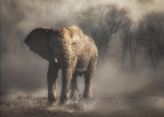  « . . . . l'éléphant boit de l'eau. . .  » | Papier Peint Photo
