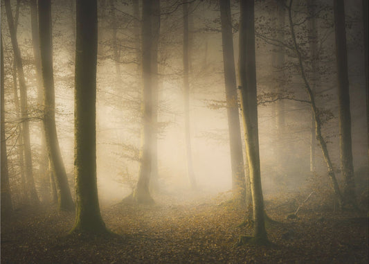 Murmures de novembre | Papier Peint Photo