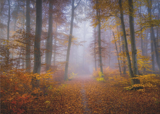Sentier d'octobre | Papier Peint Photo