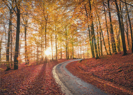 Route dans le parc national de Söderåsen, Suède | Papier Peint Photo