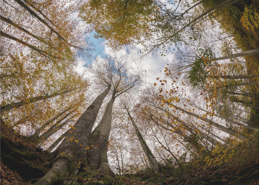 Forêt | Papier Peint Photo