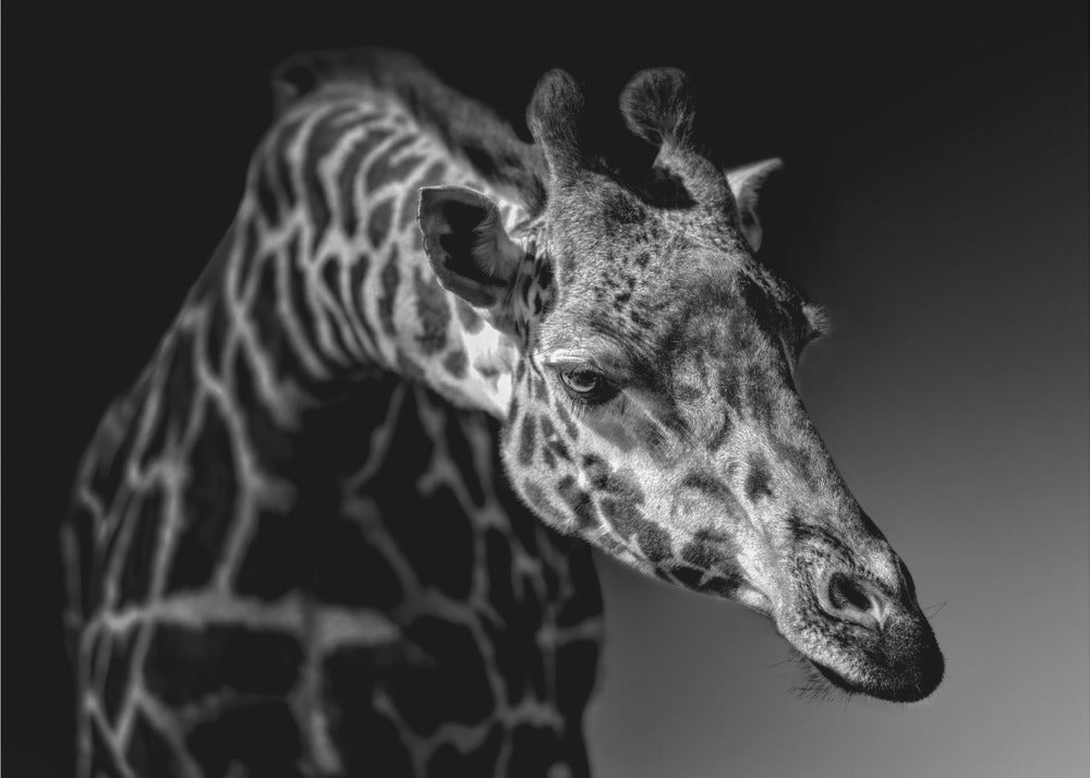 Giraf | Fotobehang