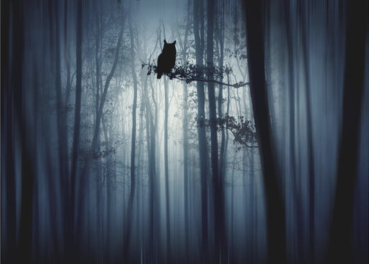 Dans la forêt | Papier Peint Photo