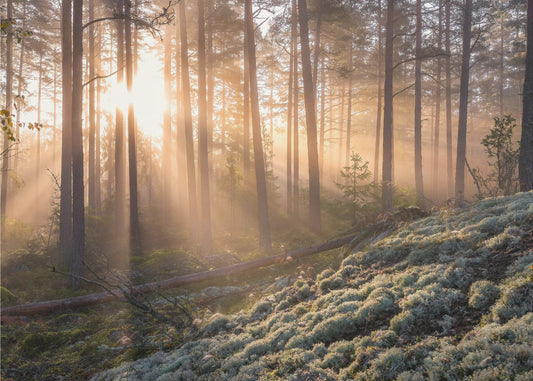 Nebbia nella foresta con muschio bianco in primo piano | Carta da Parati Fotografica