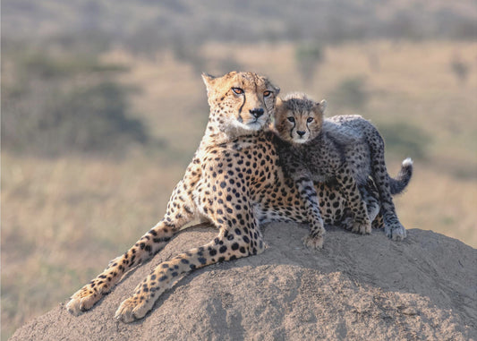Gepard und Tasse! | Fototapeten