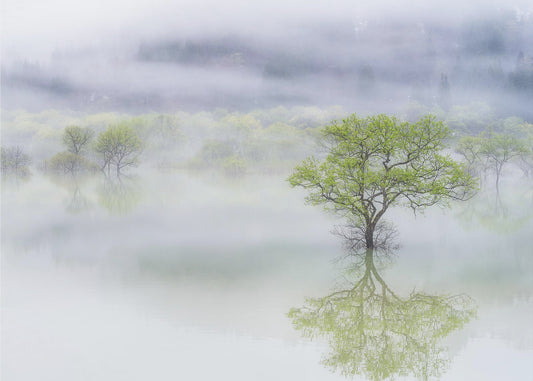 Albero sognante | Carta da Parati Fotografica