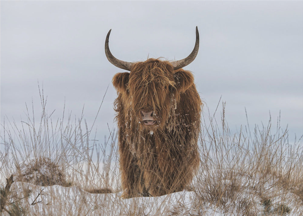 Highlander im Schnee | Poster - Kunstdruck