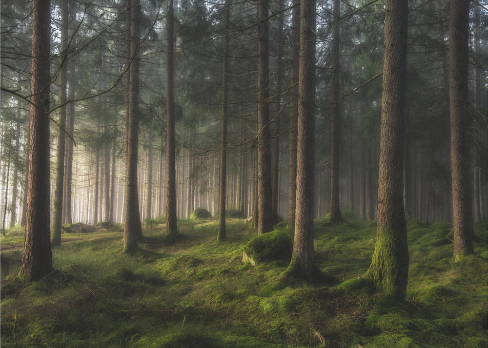 Un sentiment de printemps | Papier Peint Photo