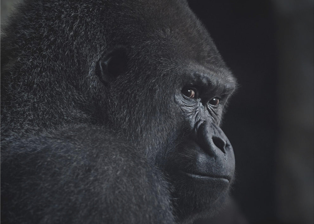 sguardo del gorilla | Carta da Parati Fotografica