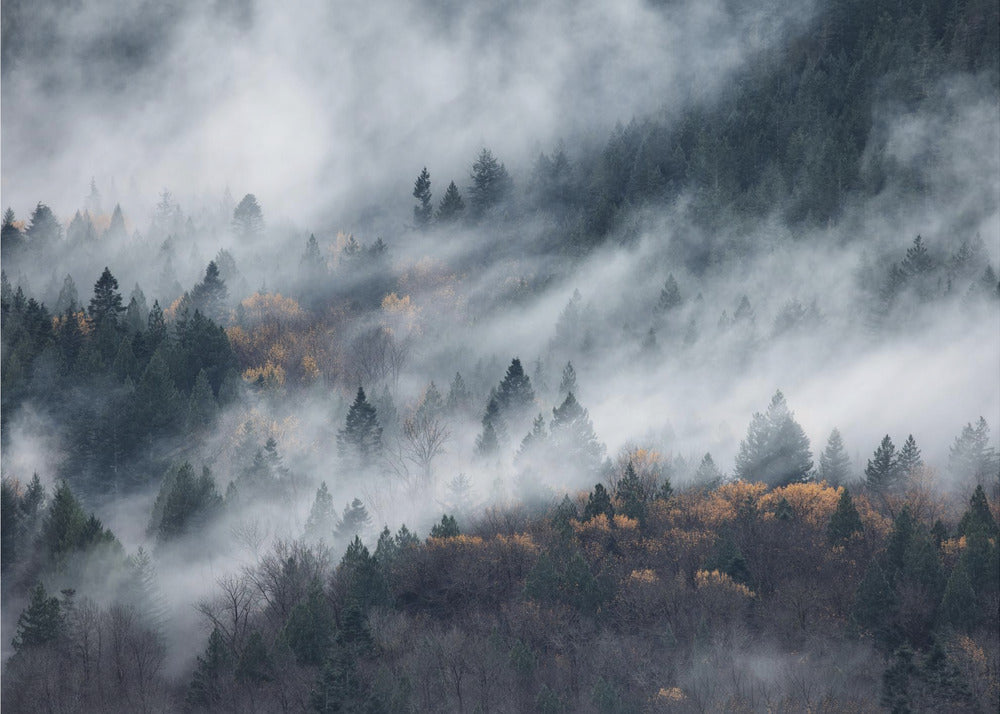 Un sentiero nella nebbia | Carta da Parati Fotografica