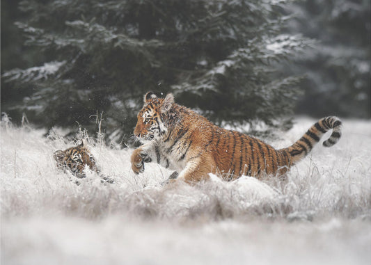 Freude im Schnee | Fototapeten