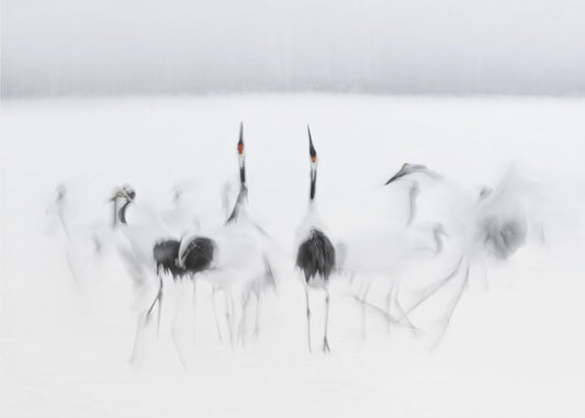 Kalligrafisches Ballett | Fototapeten