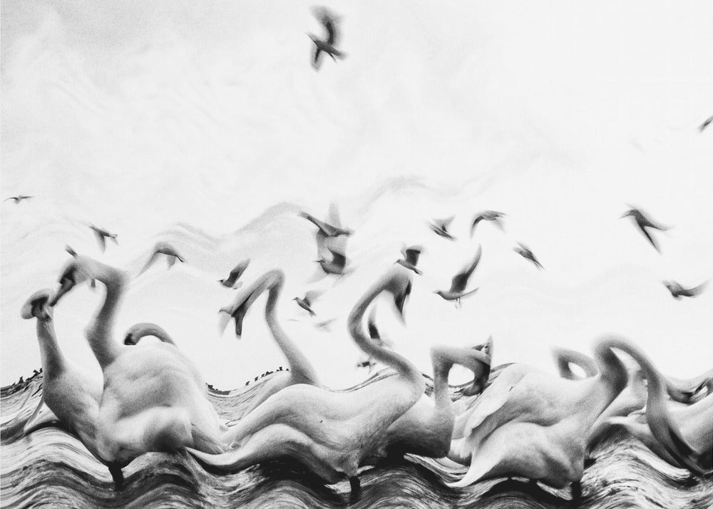 Onde di cigni | Stampe su Tela