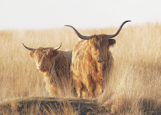 Jeunes et vieux Highlanders | Tableaux sur Toile