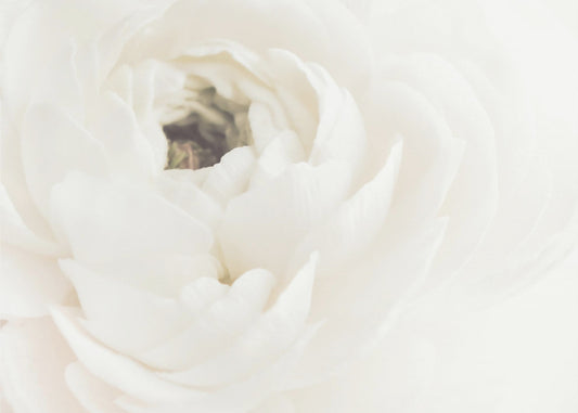 Witte Bloem 02 | Posters - Kunstdrukken