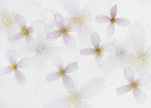 Art de la clématite | Papier Peint Photo