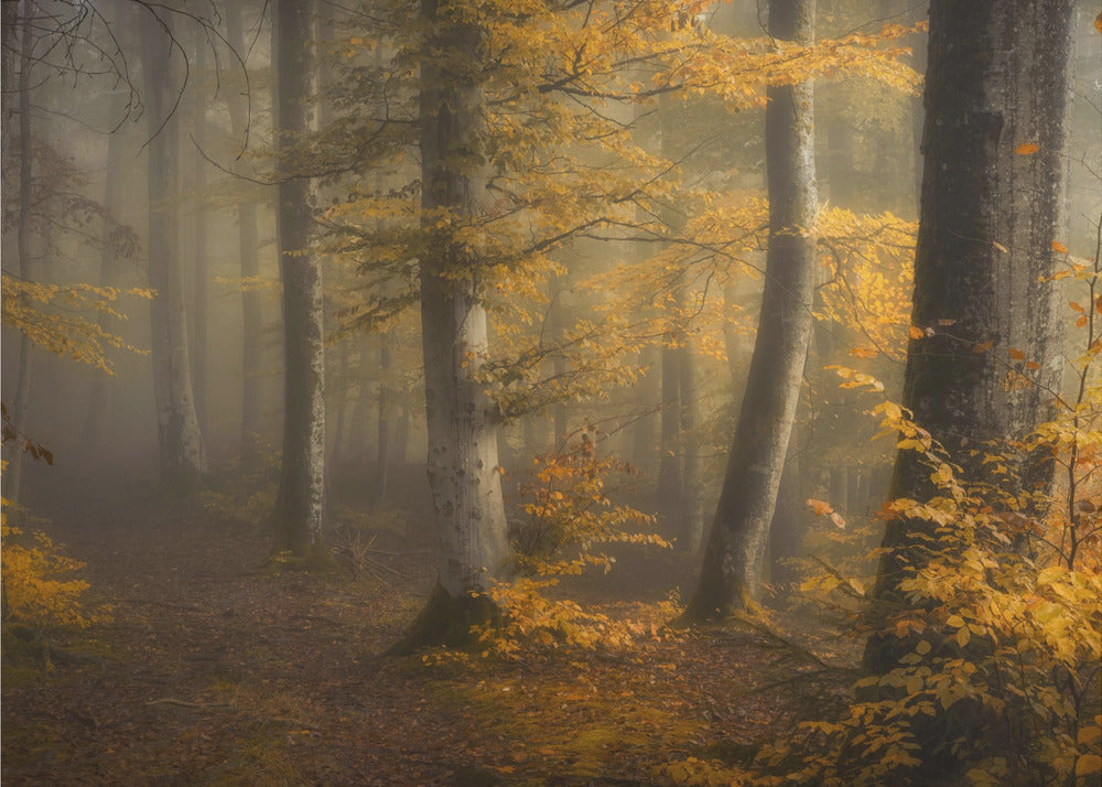 Bois d'automne | Papier Peint Photo
