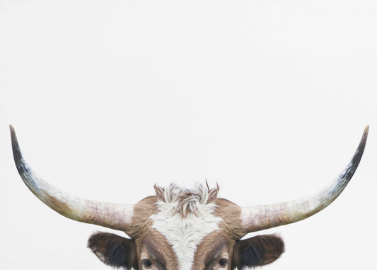 Glurende Longhornkoe | Canvasprints