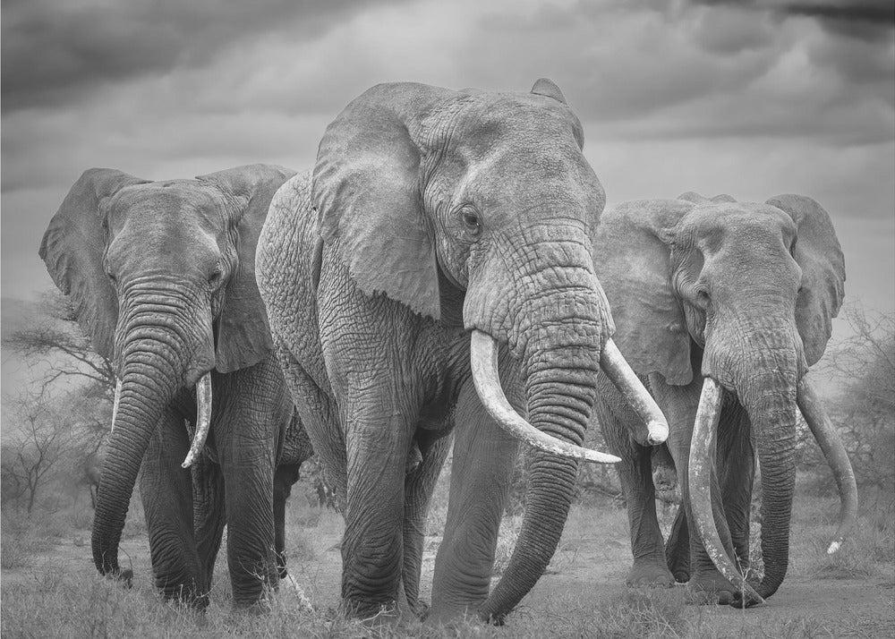 Il trio dei tori! | Carta da Parati Fotografica