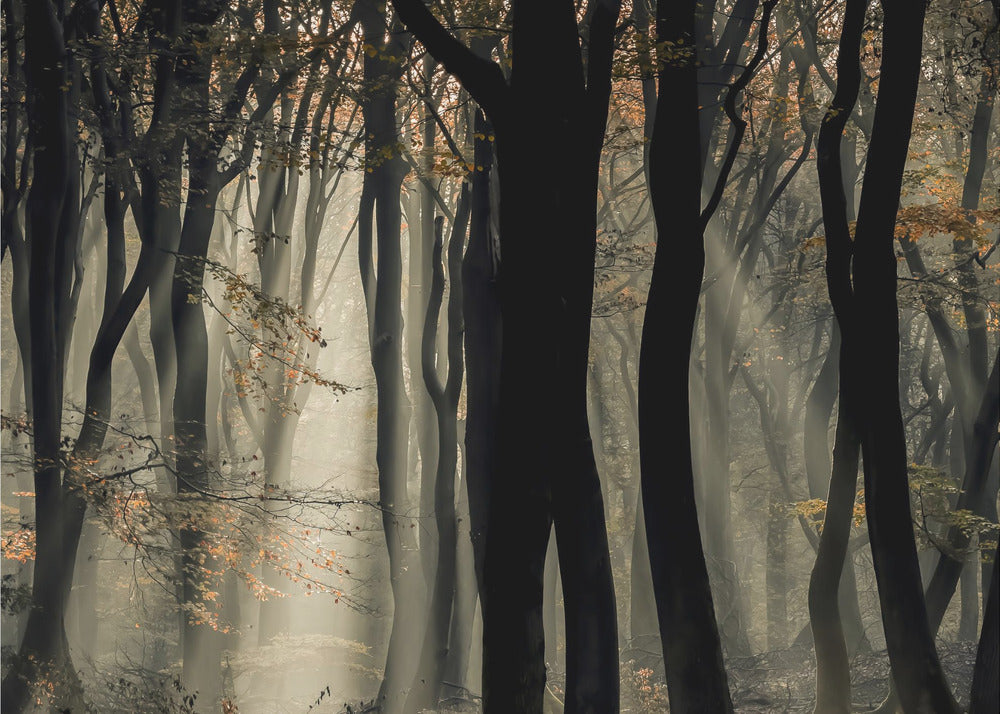 Speulderbos | Fototapeter