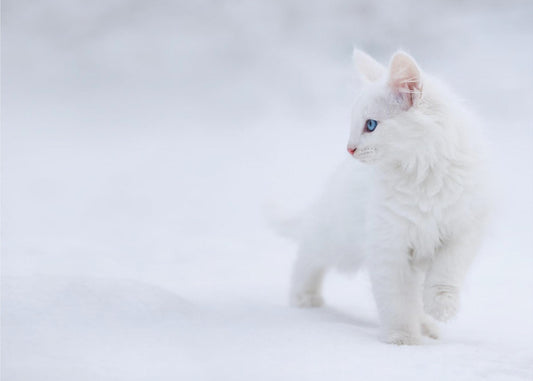 Blanco como la nieve | Papel Pintado Fotográfico