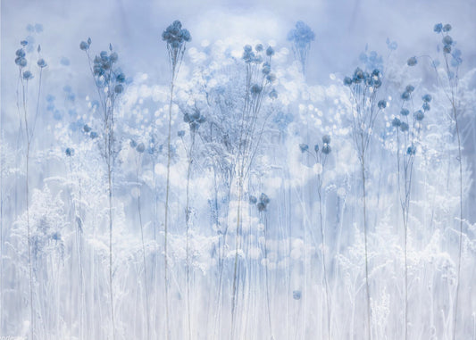 Bleu glacial | Papier Peint Photo