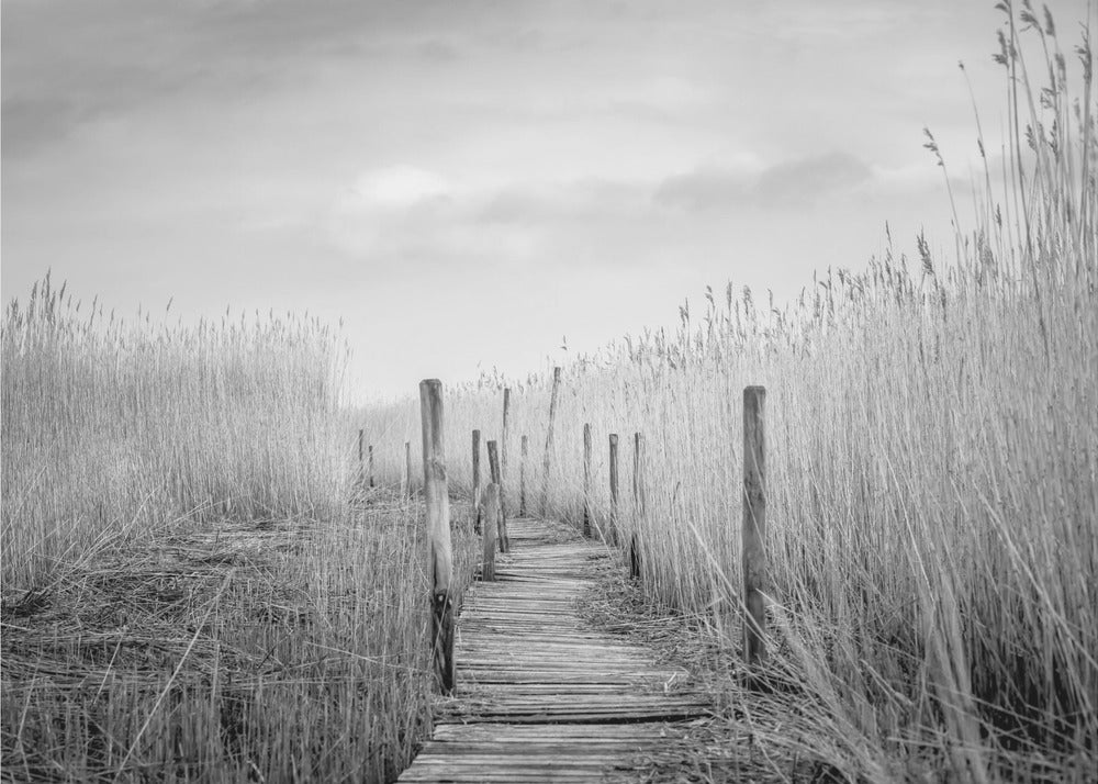 Plankbron | Fototapet