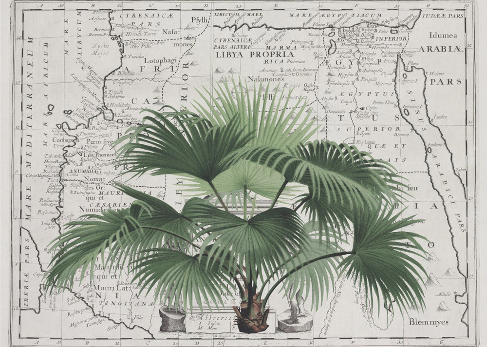 Imperio Tropical No3 | Papel Pintado Fotográfico