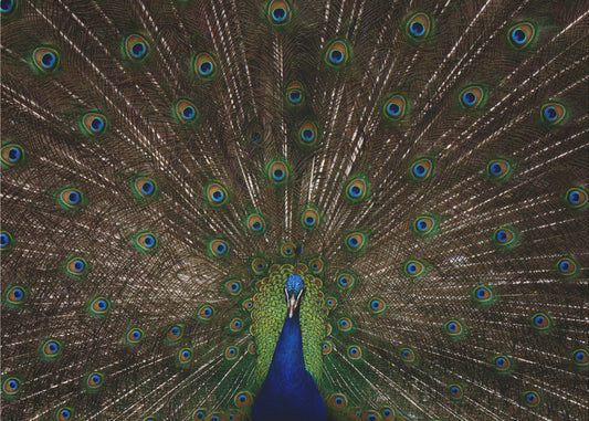 Paon indien | Papier Peint Photo