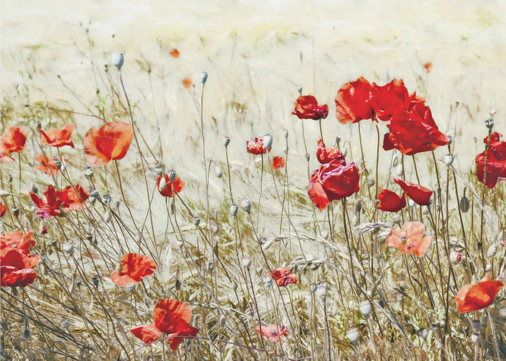 Combattre la chaleur | Papier Peint Photo