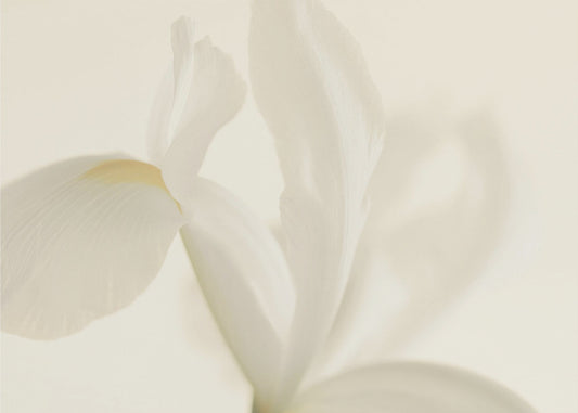Gros plan sur une fleur d'iris blanc | Papier Peint Photo
