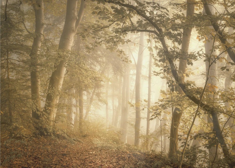 Luce della foresta | Carta da Parati Fotografica