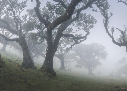 Brume matinale | Papier Peint Photo