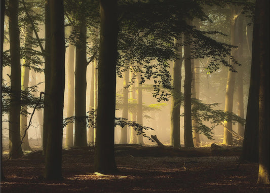 baggrundsbelysning | Fototapeter