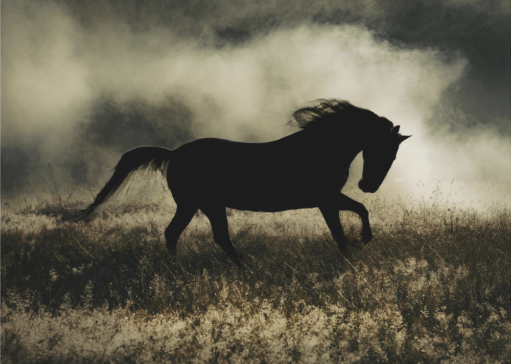 een kort verhaal over de ochtendglorie | Canvasprints
