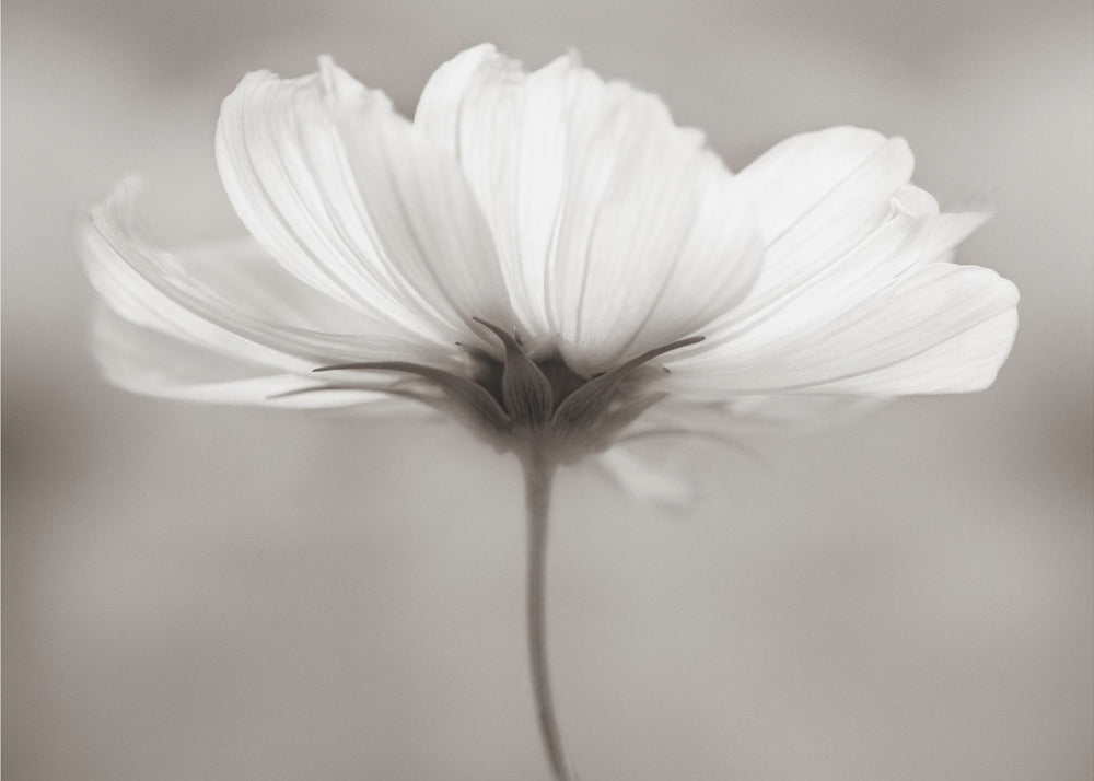 Kosmos | Canvasprints