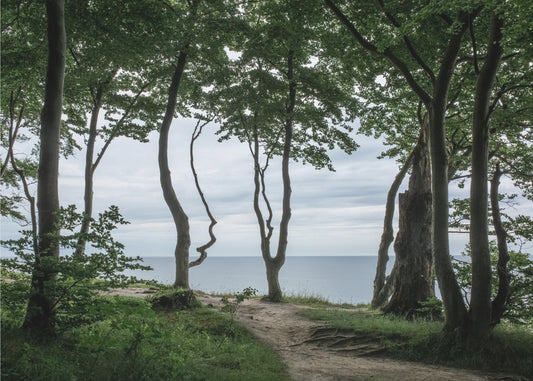 Foresta al mare 2 | Carta da Parati Fotografica