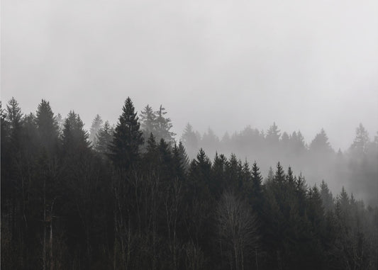 Nebliger Wald 7 | Fototapeten