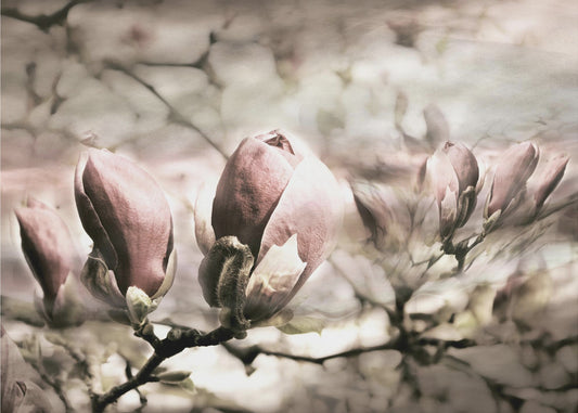 Magnoliakällan | Fototapet