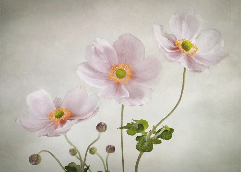 Anemonen | Fotobehang