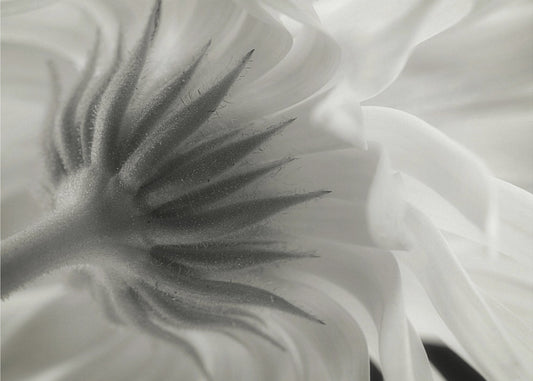 Calendula | Tableaux sur Toile